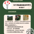 瓜地馬拉 薇薇特南果 SHB